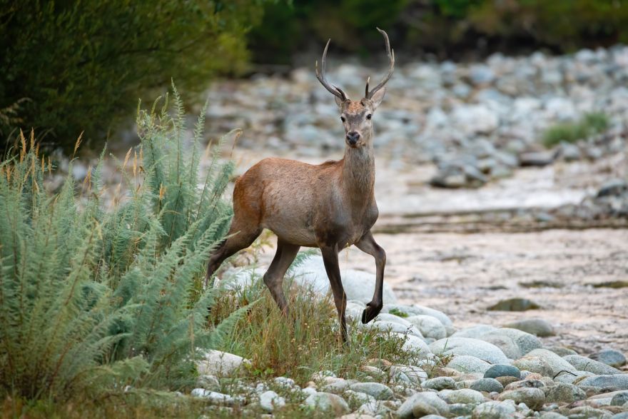 Deer Hunting from a Jet Boat